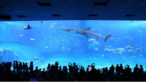 南寧長江源揭秘水上樂園和水族館的建筑材料